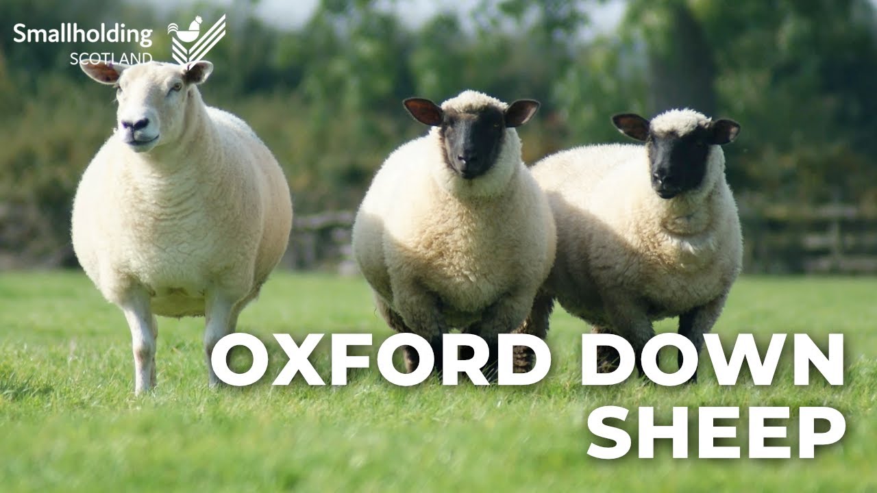 Oxford Down Sheep - Livestock showcase - Scottish Smallholder Festival 2020