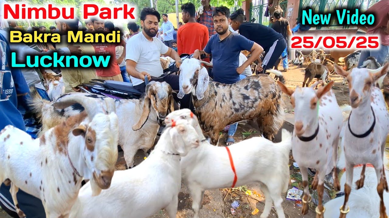 नींबु पार्क बकरा मंडी |25/05/25 |Bakra Eid Special |Nimbu Park Bakra mandi Lucknow UP