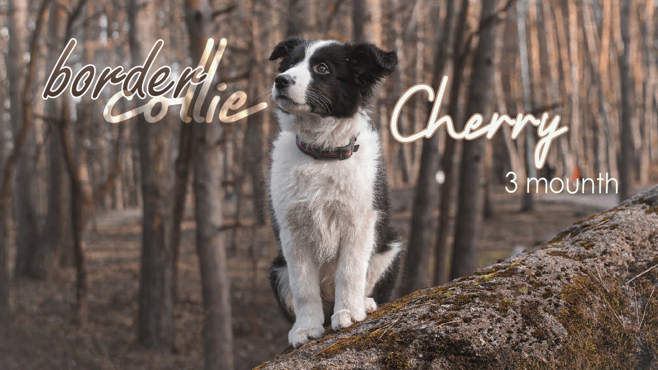 Cherry - border collie 3 months