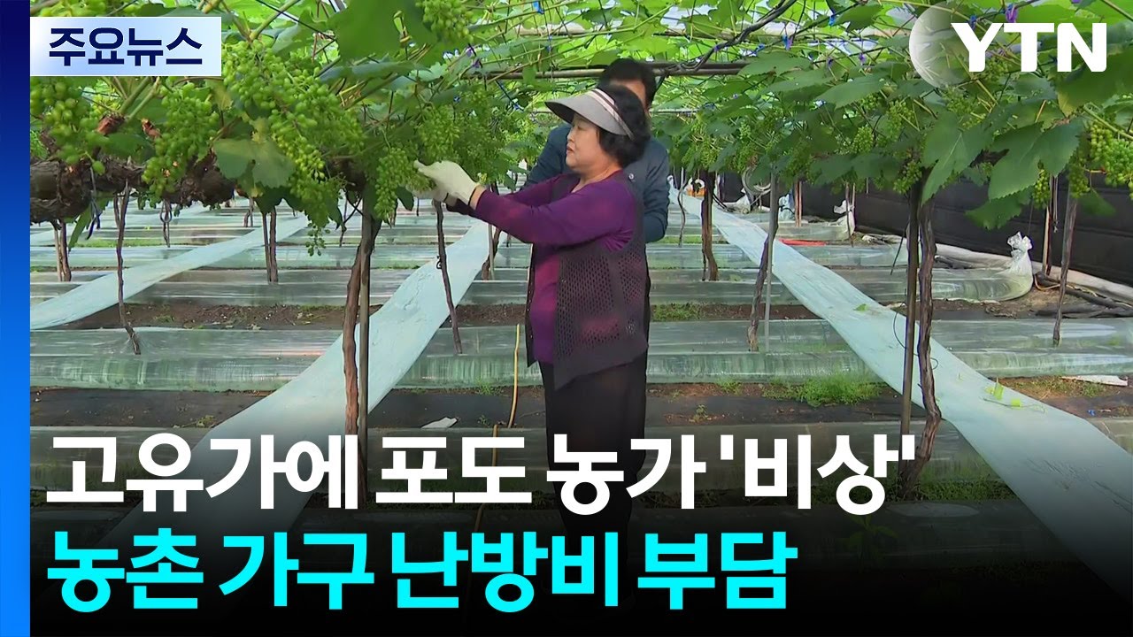 고유가에 포도 농가 '비상'...난방비 걱정에 한숨만 / YTN
