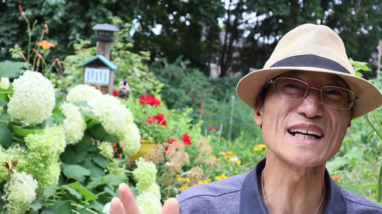 (2022 .07. 25)松果菊和黑眼苏珊（Coneflowers and Black- eyed Susan)(Video#265)