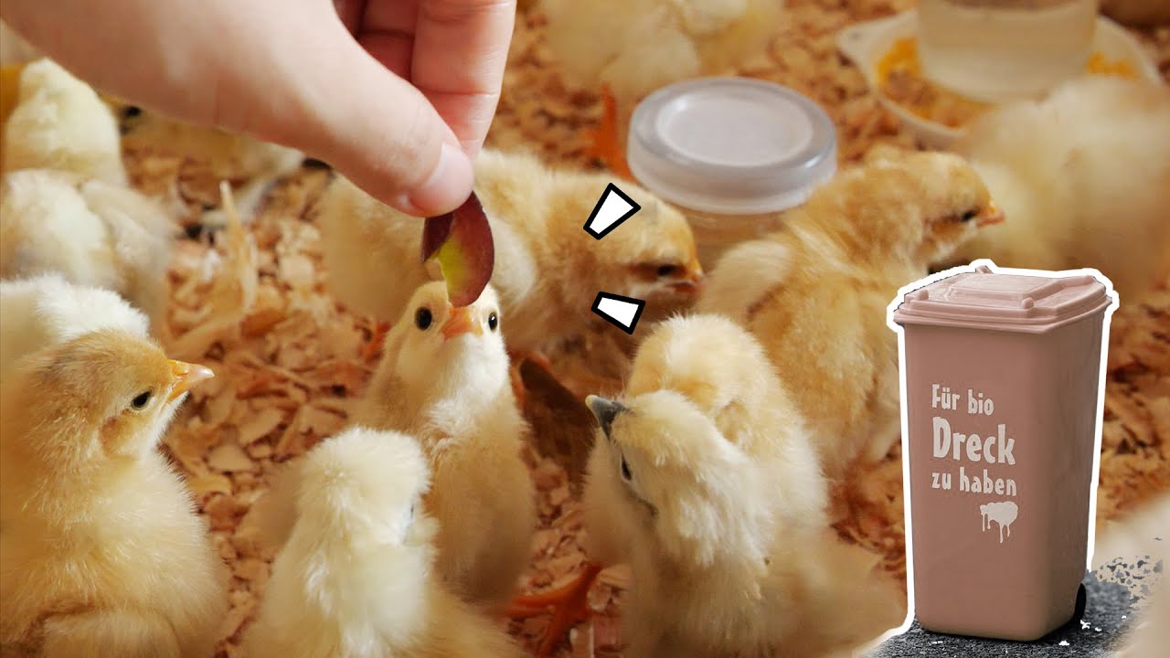 【垃鸡箱】养一群吃垃圾的小鸡，是怎样一种体验？