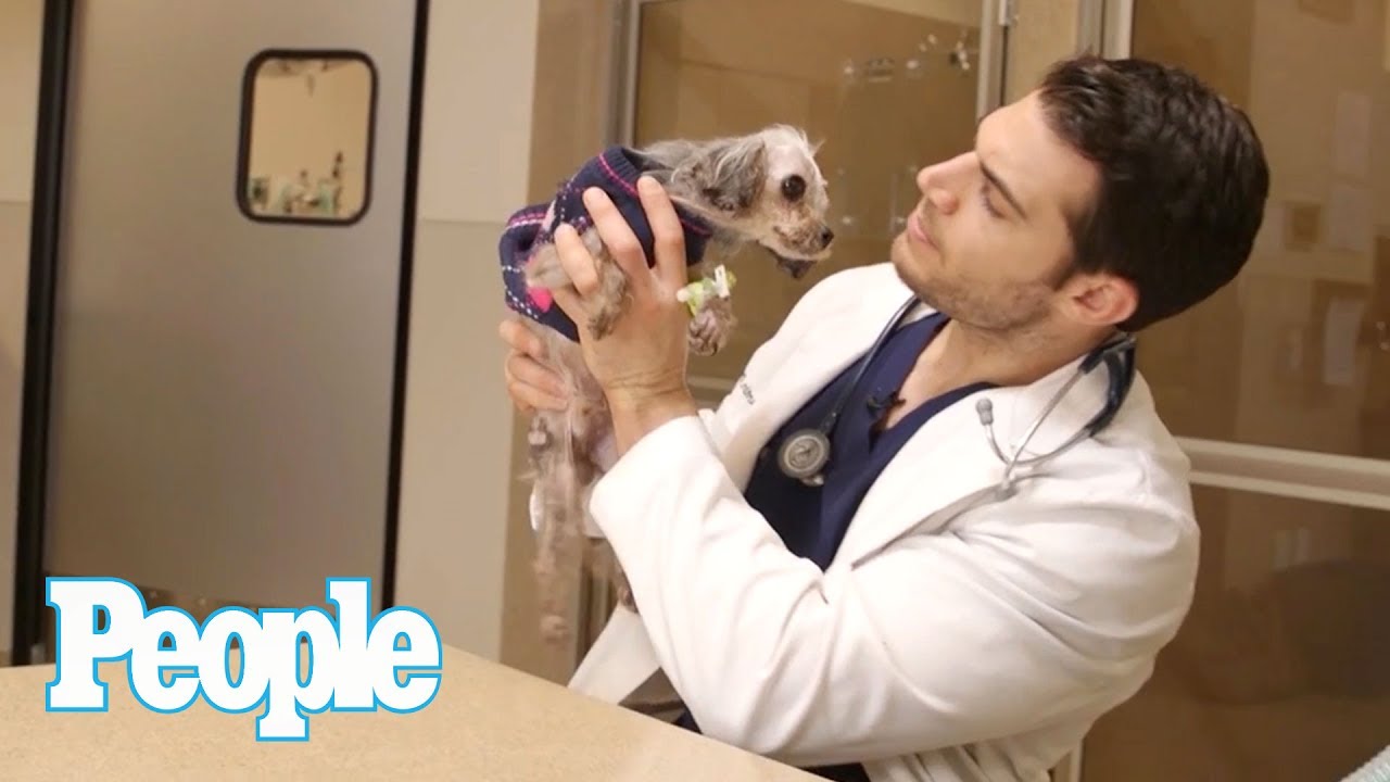 Pet Vet Dr. Evan Antin Transforms This Emaciated Stray Into A Healthy, Happy Pet | Pets | People