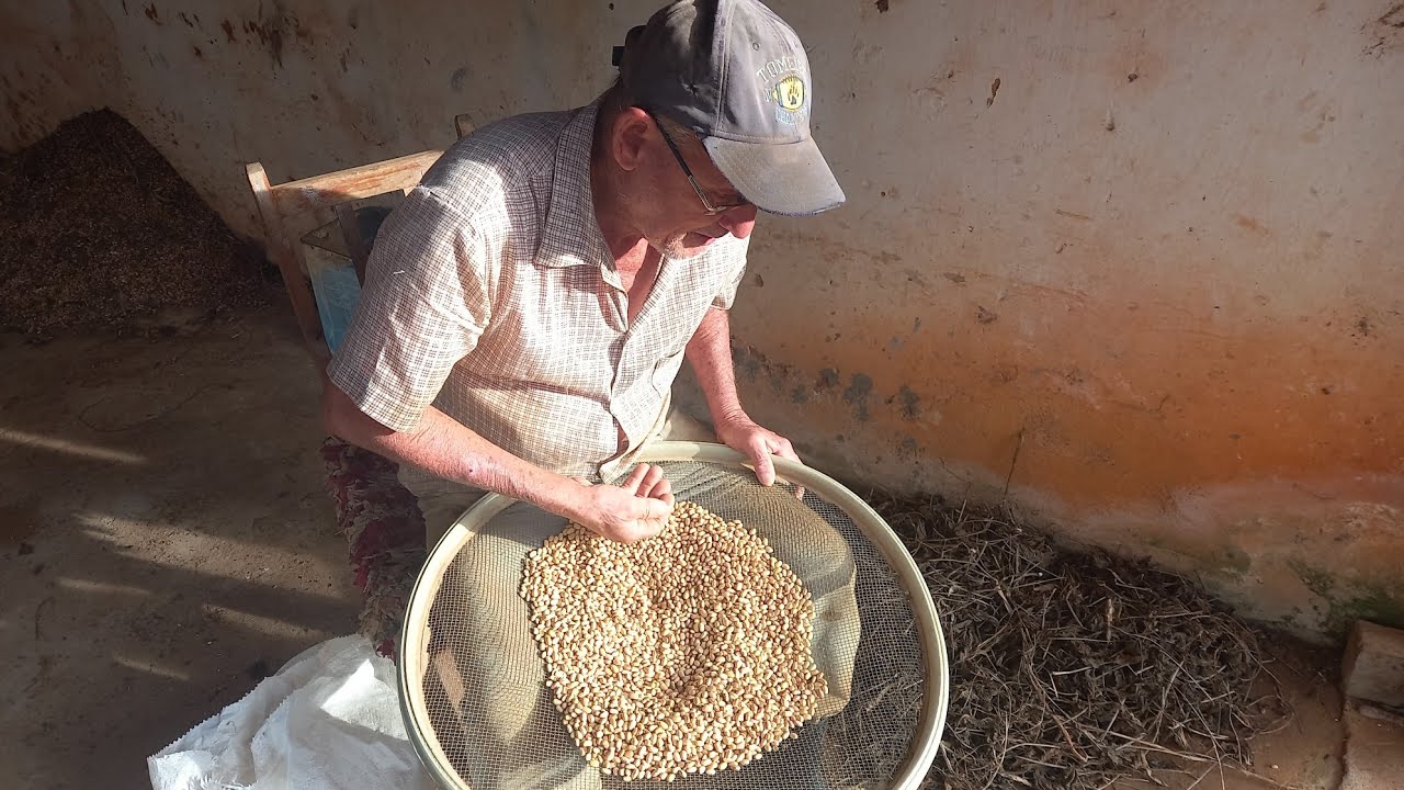 TIO SILVESTRE   VAI GUARDA FEIJÃO QUE COLHEU NAS GARRAFAS  PETS
