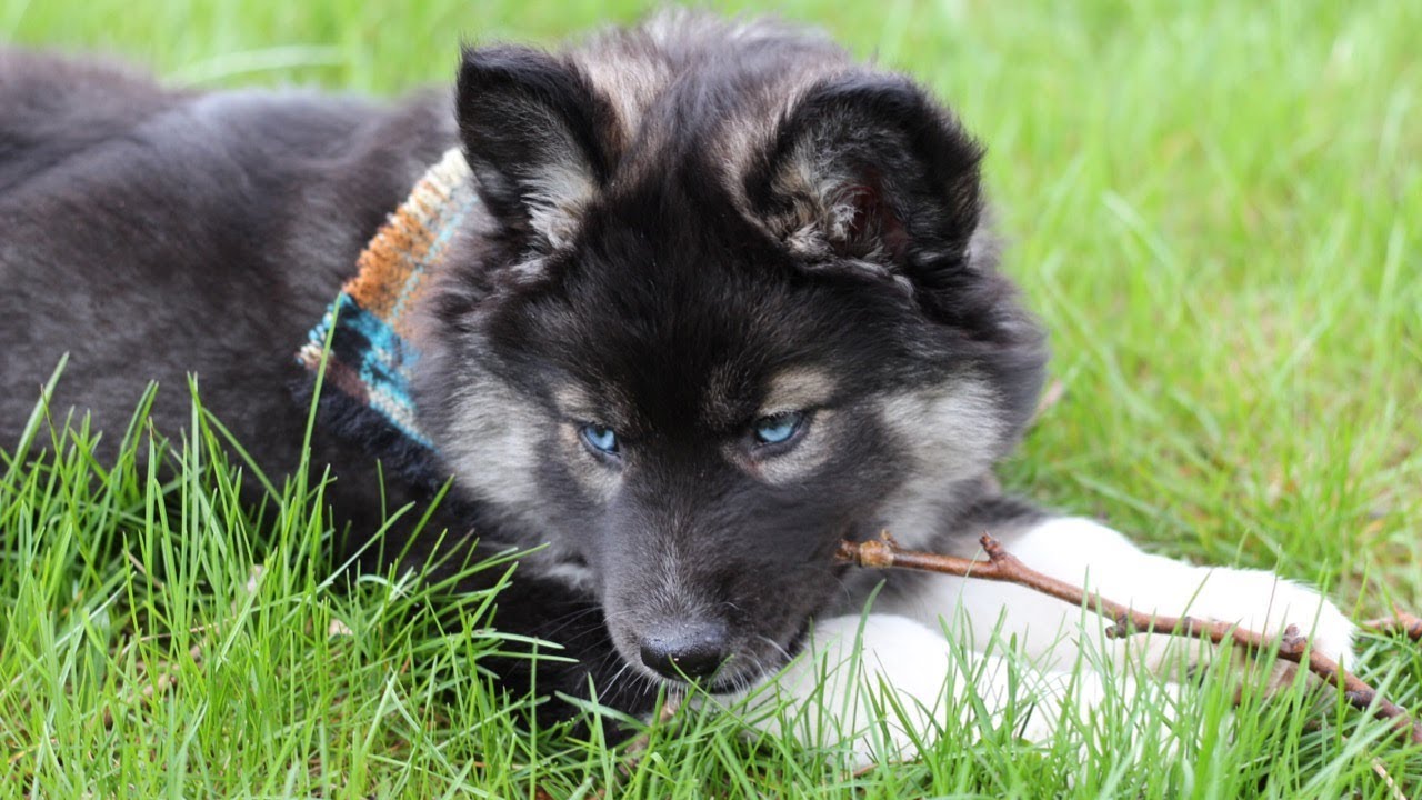 We got a Puppy! Rare Agouti Siberian Husky