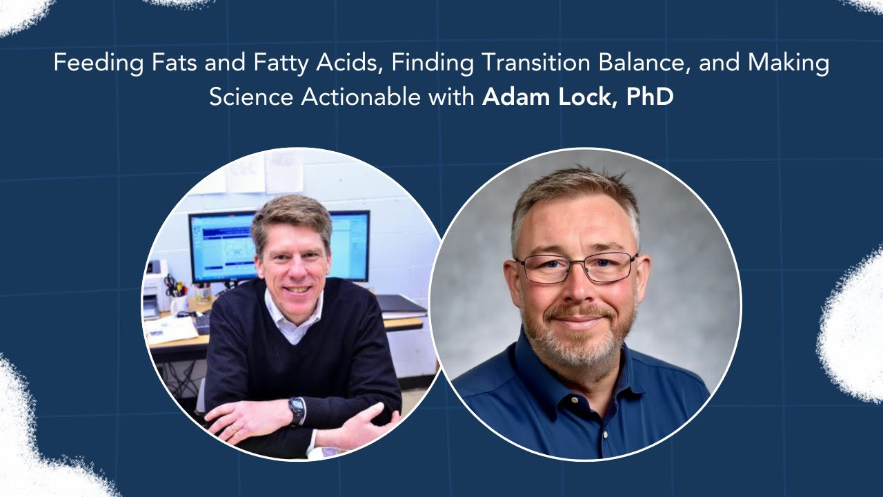 Dairy Digressions S3 Ep26 | Feeding Fats, Transition Balance, & Actionable Science w/ Adam Lock, PhD