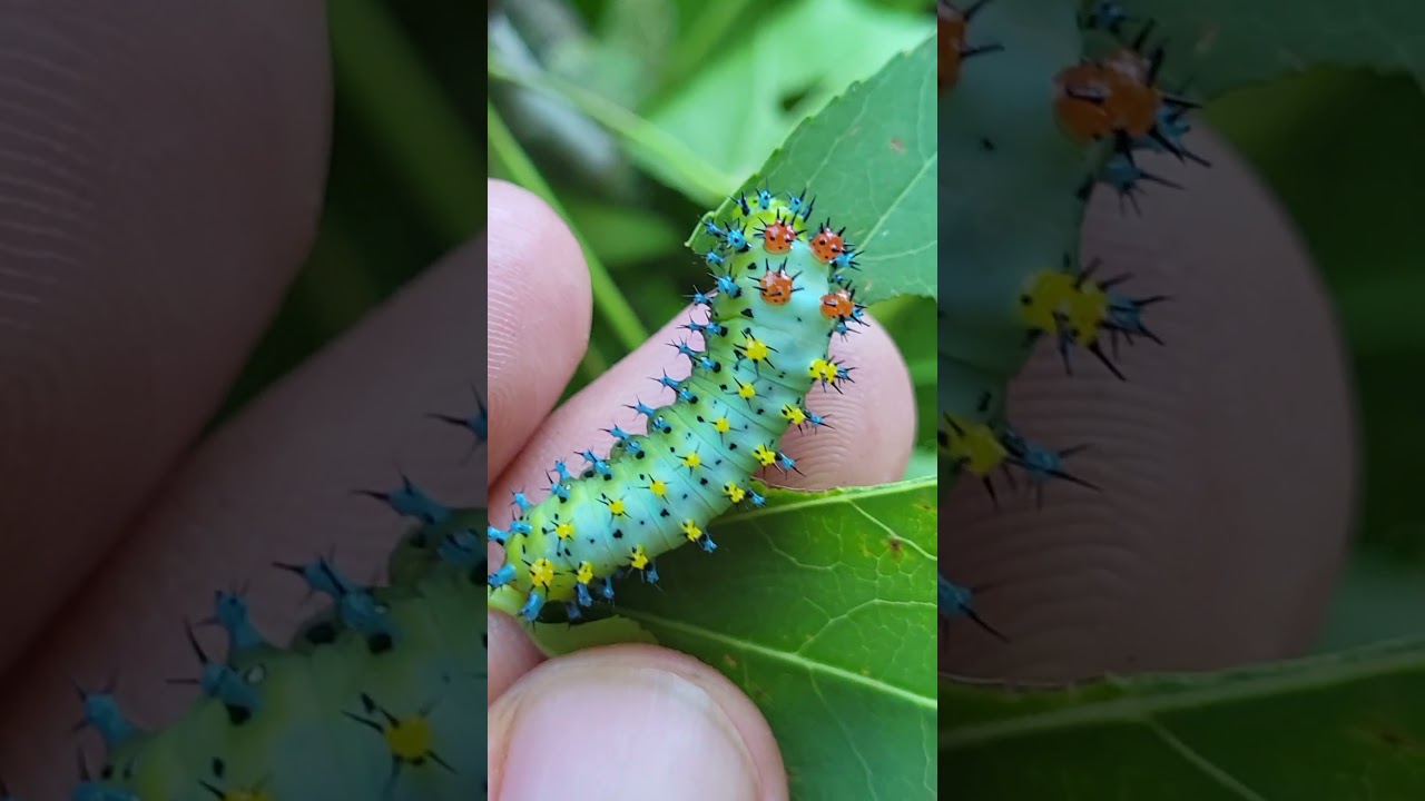 RAINBOW CATERPILLAR! Hyalophora cecropia
