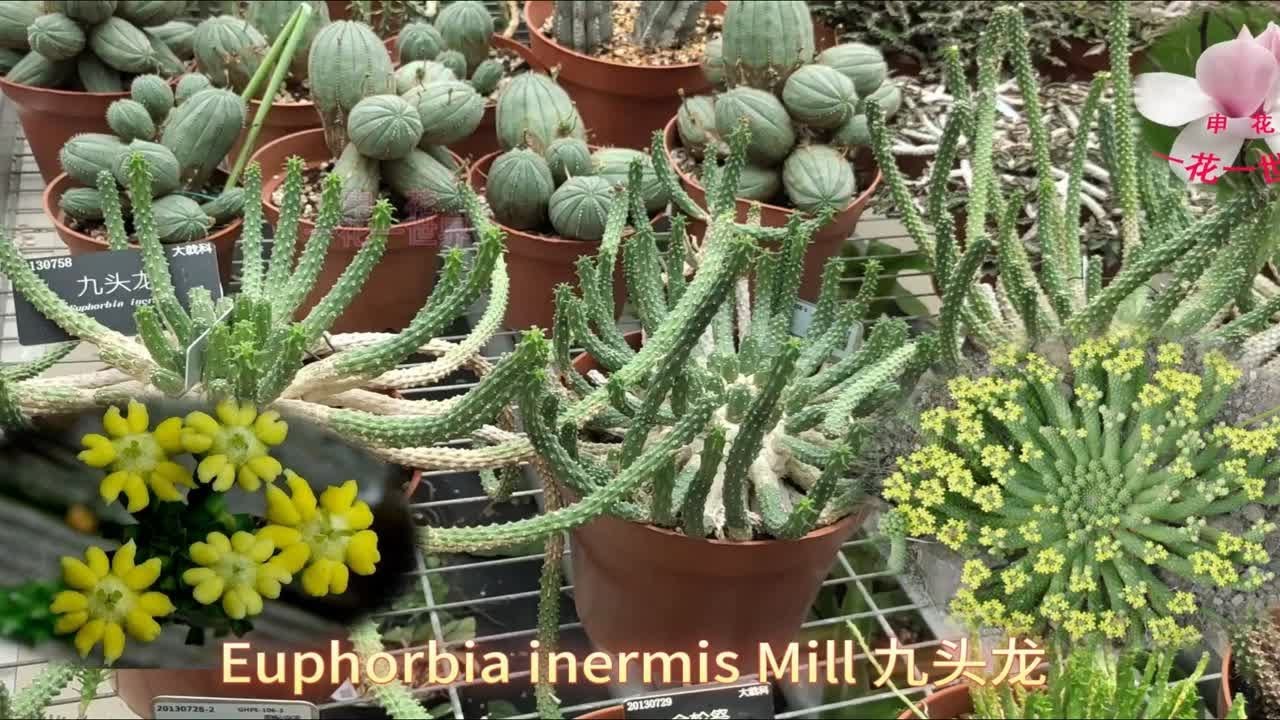 Euphorbia inermis Mill 九头龙