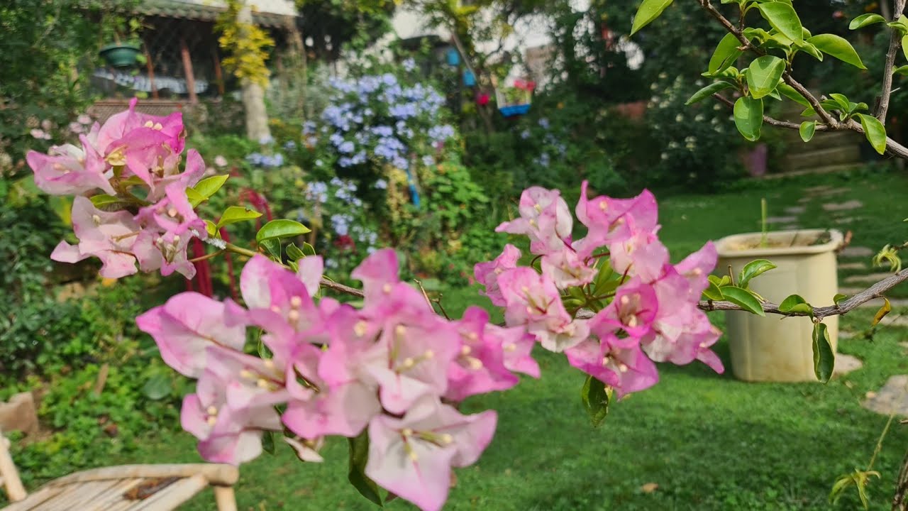 Sonbaharda Açan Ne Çok Çiçek Varmış! Bahçemden ve Komşumdan Hepsi Videoda💐