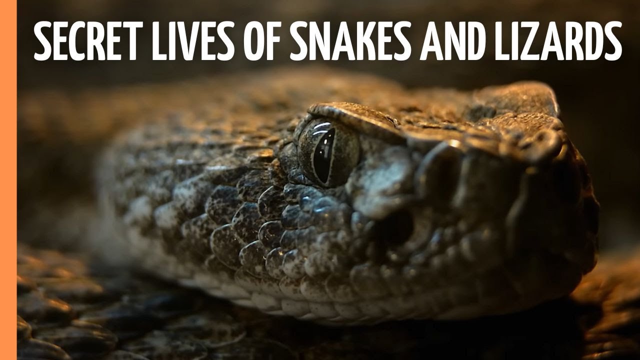 Cold-Blooded Wonders - The Secret Lives of Snakes and Lizards | Full Documentary