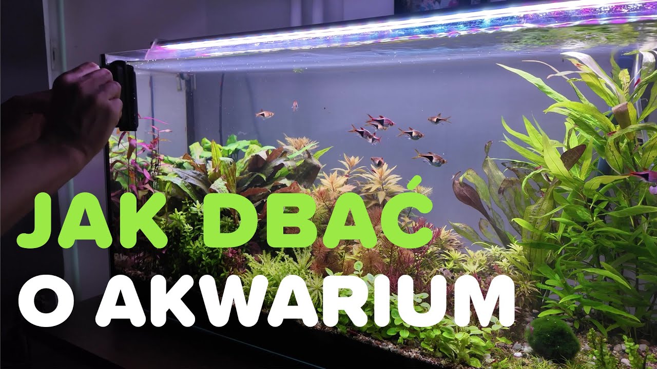 Jak czyścić i dbać o swoje akwarium.