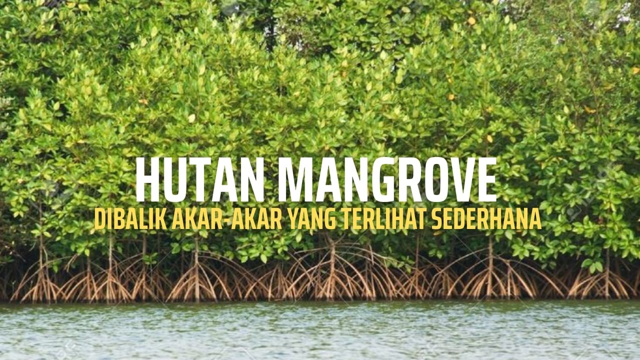 Mangrove : Kehidupan Kecil Dibalik Akar-Akar yang Indah #mangrove