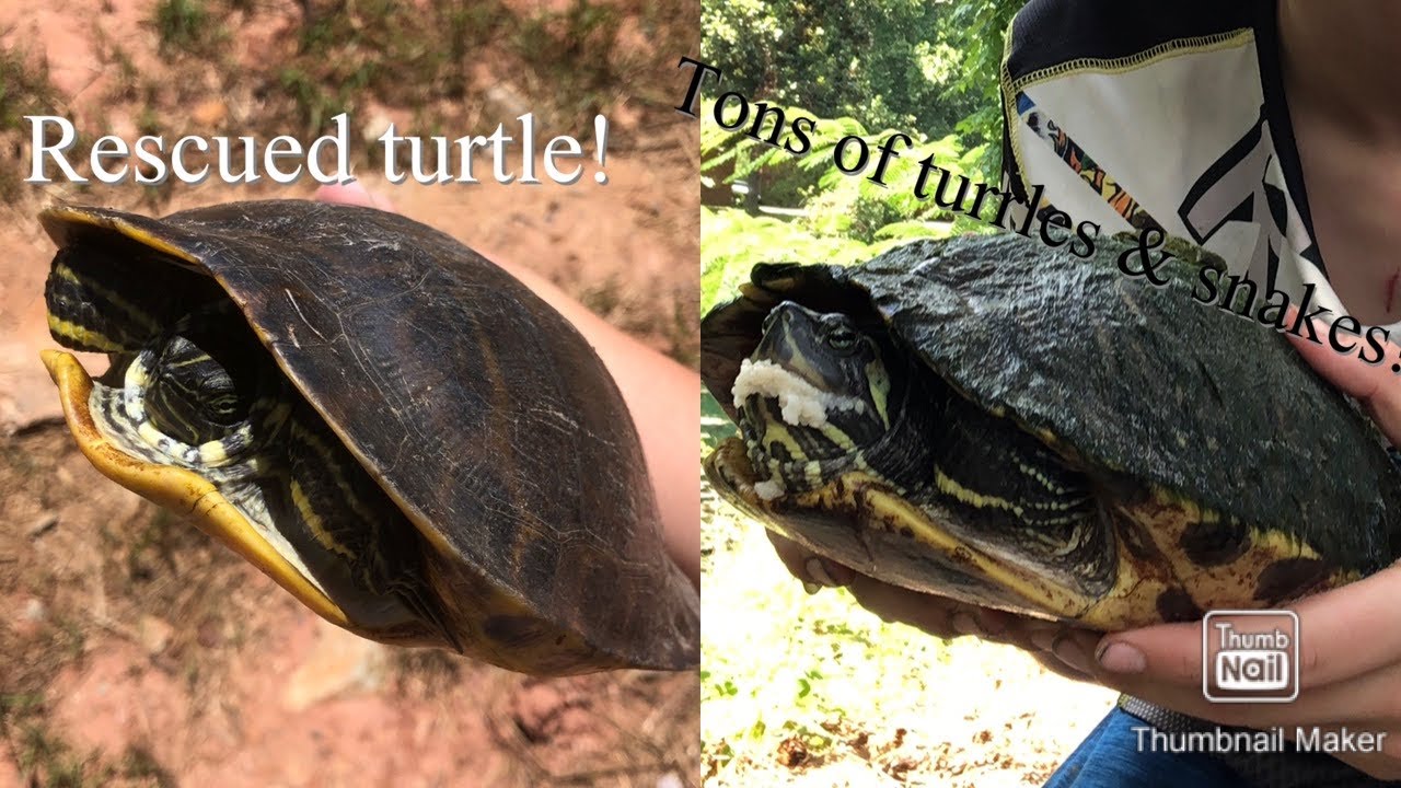 Tons of turtles & snakes! Herping creeks, ponds, and rivers!