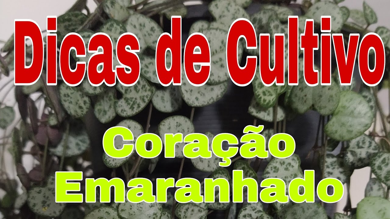 Coração Emaranhado Como Cultivar (Ceropegia  woodii)
