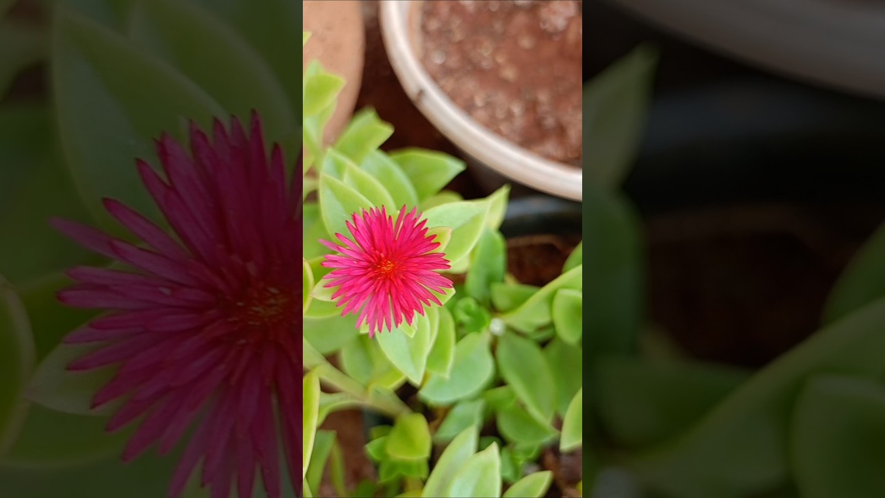 sunrose flowers 
