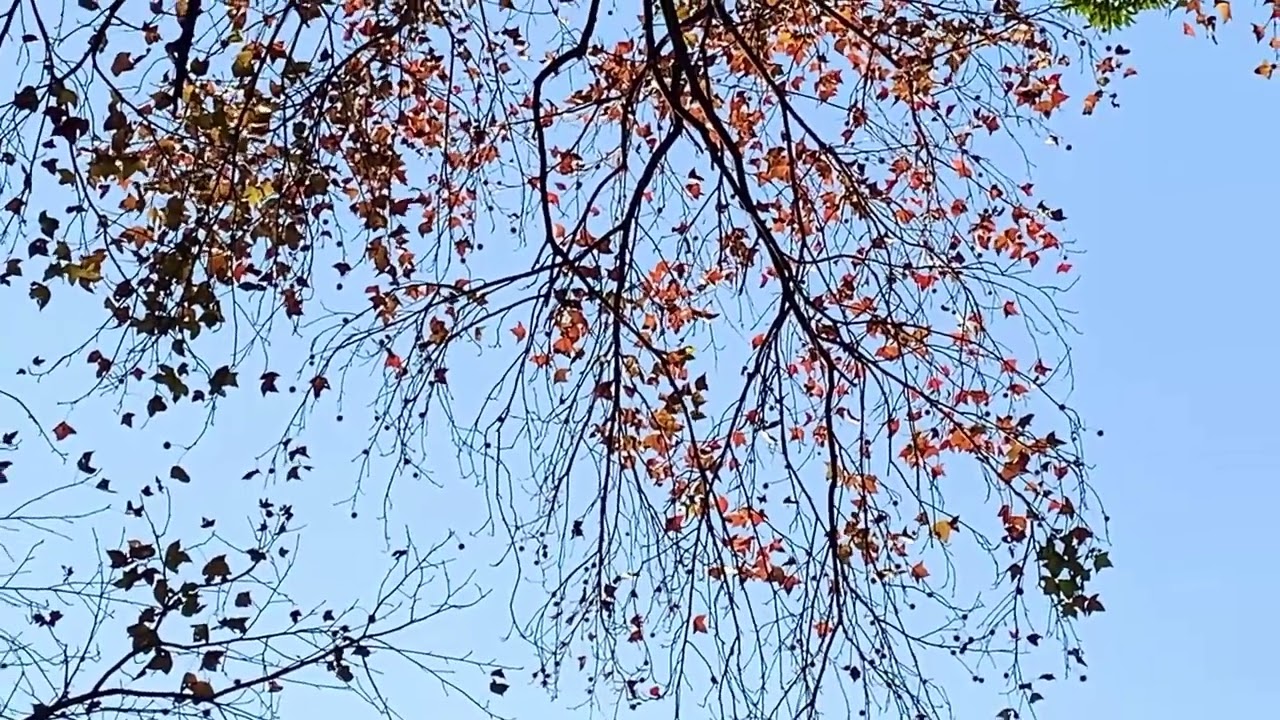 台北陽明山公園賞楓