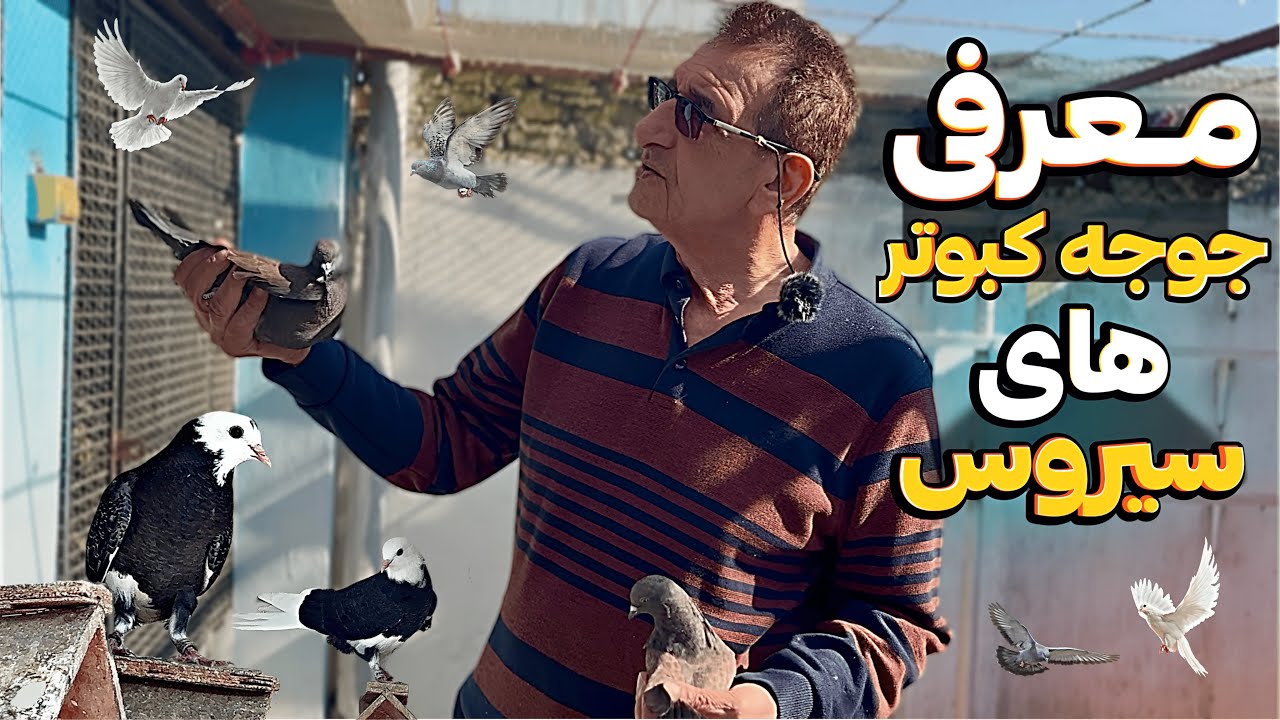 معرفی جوجه کبوتر های پشت بام سیروس 🍂🕊️