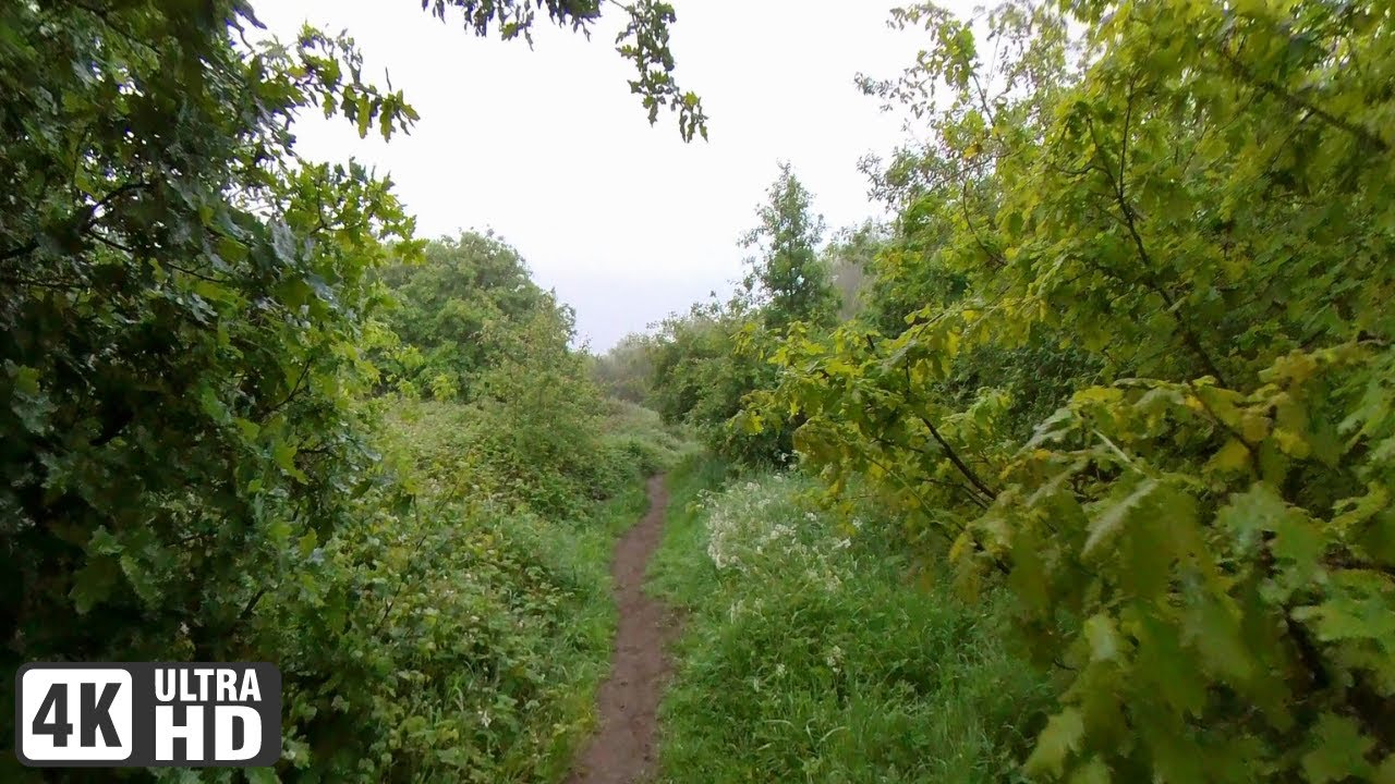 Misty Nature Walk with Unbelievable Real Life Bird Sounds - No Talking ASMR Walking Tour 4K