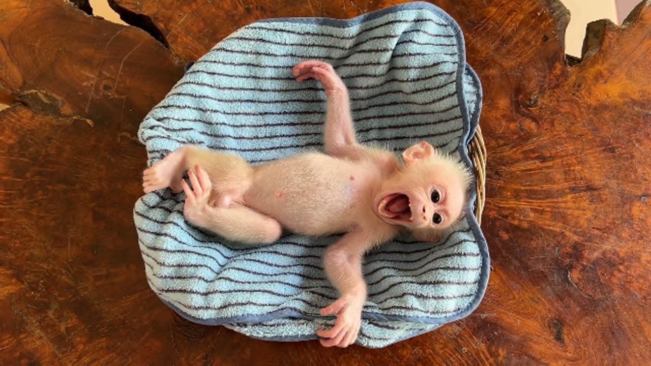 Cutenesss Pavpav Hamble Laying Flat With Flying Hand In Basket