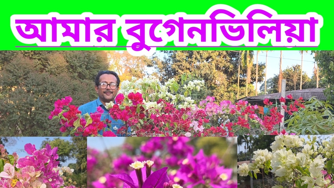 আমার বুগেনভিলিয়ার ফুল || My Garden Bougainvillea Flowers ||