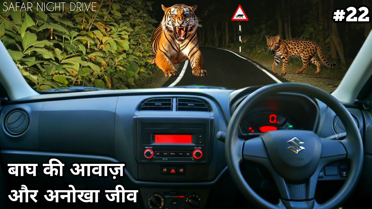 Safar Night Drive | Tiger Roar | Leopard Cat At Night Drive | 4k video in hindi