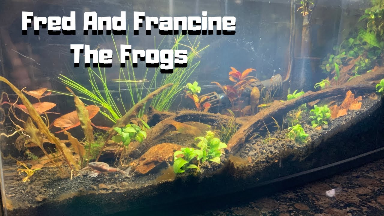 African Dwarf Frog Tank