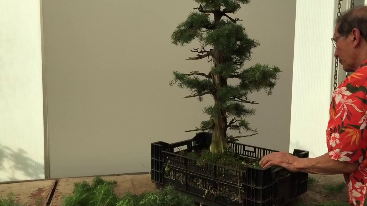 Pests, Habit & Care for Juniper Rigida Needle Juniper