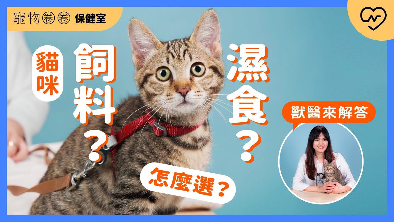 【貓咪飲食】乾乾VS濕食大比拼！我家貓咪適合吃哪一種才健康？｜寵物圈圈保健室Ep.20 妞新聞