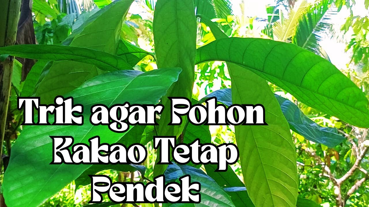 Tips agar kakao yang ditanam dari biji tetap pendek