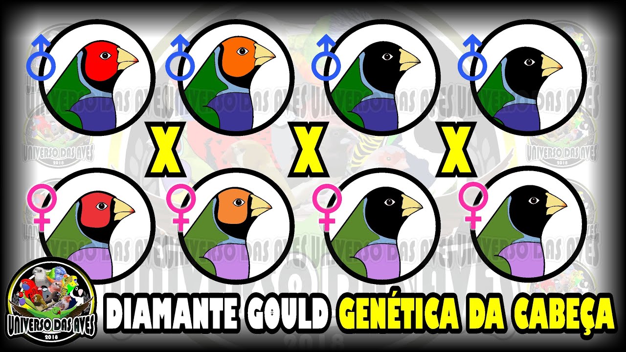 DIAMANTE DE GOULD GENÉTICA DAS CORES DA CABEÇA