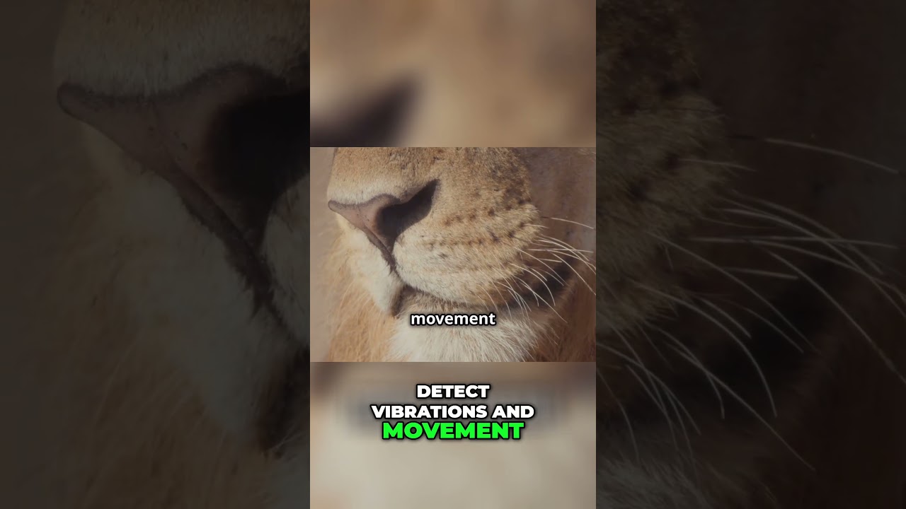 Lions' Nocturnal Hunting: Secrets of Their Incredible Adaptations #animalhealth #animaltraining