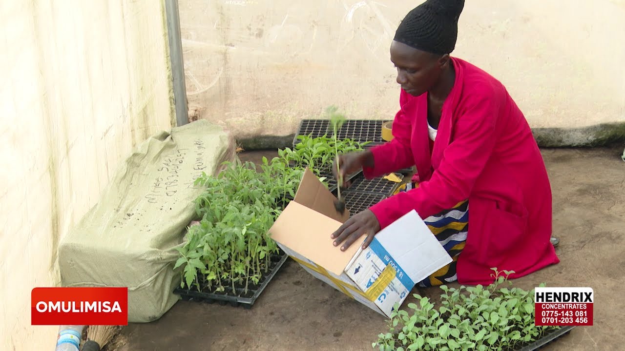 Discover Omulimisa's Guide to Ebirungi By'Endokwa Enzungu for Successful Farming