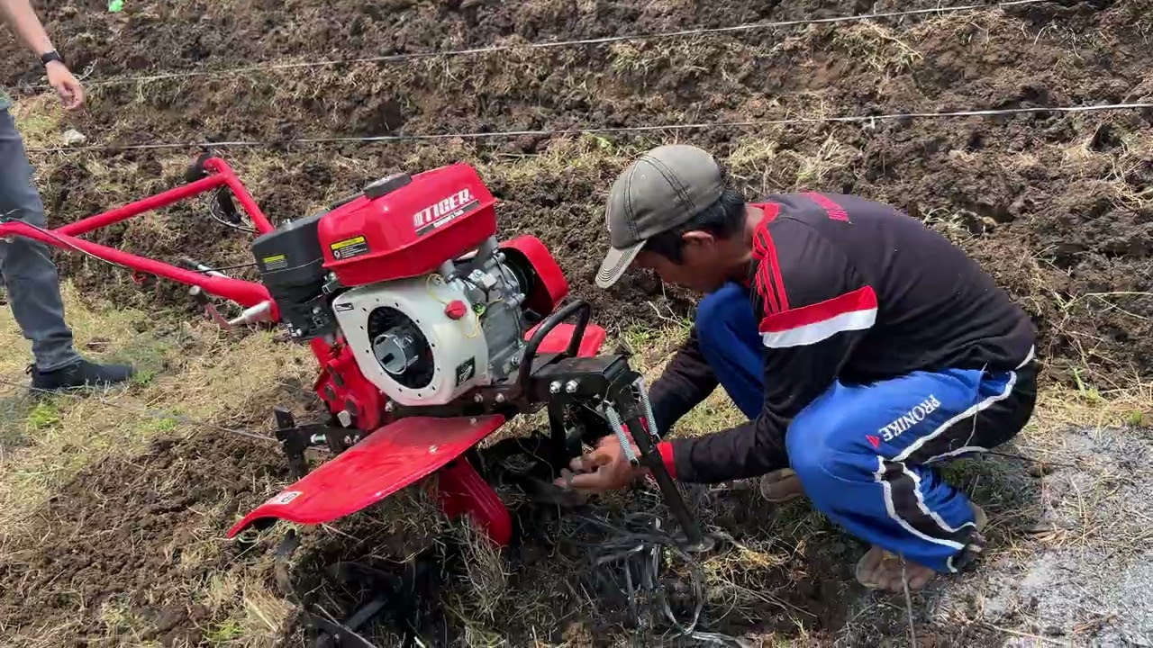 Persiapan Lahan untuk Pepaya California Lovena F1 dan PKHT IPB