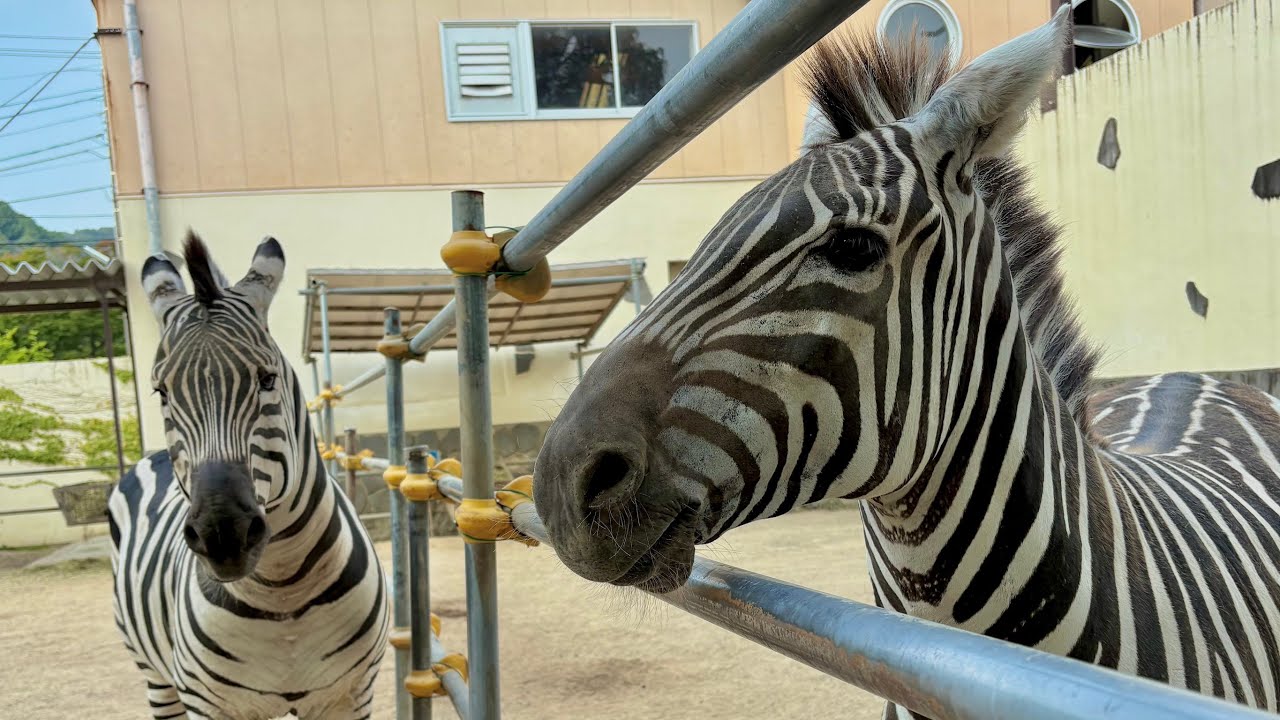 ツヨシのゴー！GO！動物園　vol 216 シマウマ編