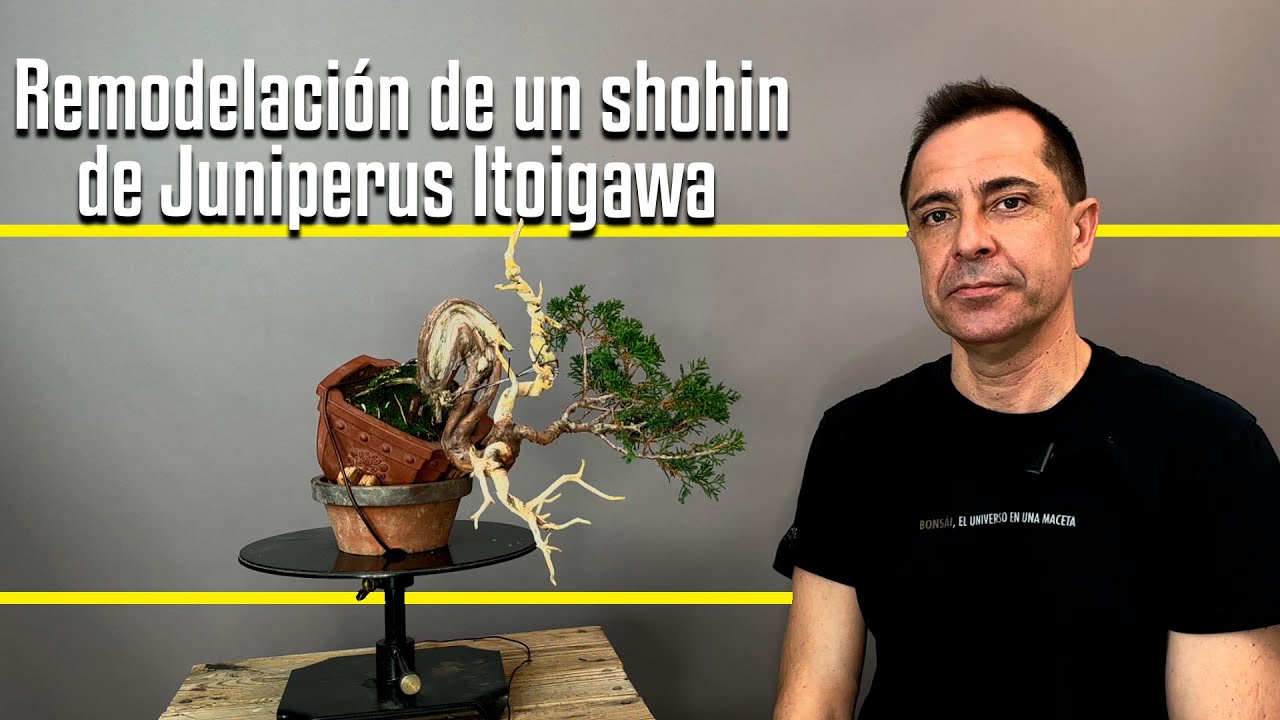Remodelación de un Shohin de Juniperus Itoigawa: Ajustando Proporciones
