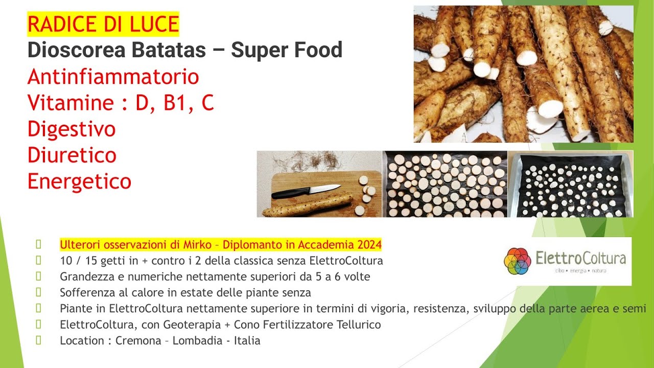 Radice di Luce Dioscorea Batatas  