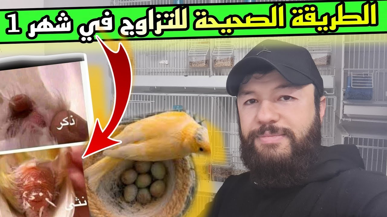 الطريقة الاحترافية لتزاوج طيور الكناري{في شهر1}من الألف إلى الياء/جرب وشوف/التغذية/قص ريش المزبل!!!