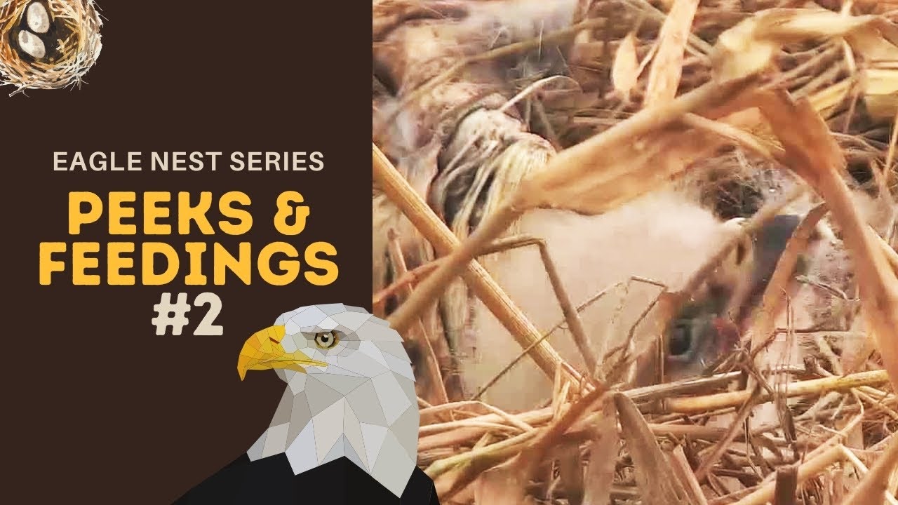 Eagle Nest Series #2 | DN13, peeks & feedings today ~ 3-26-2021
