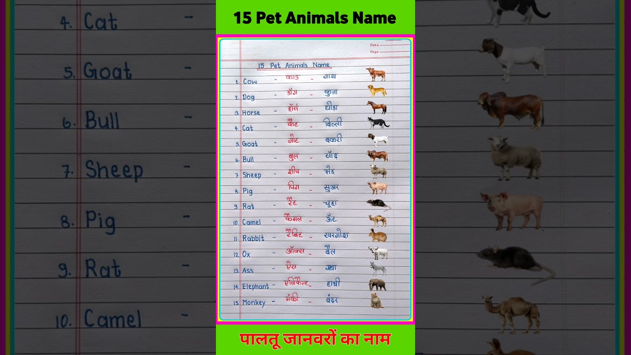 15 Pet Animals Name in English and Hindi | Pet Animals Name | Domestic Animals Name #shorts