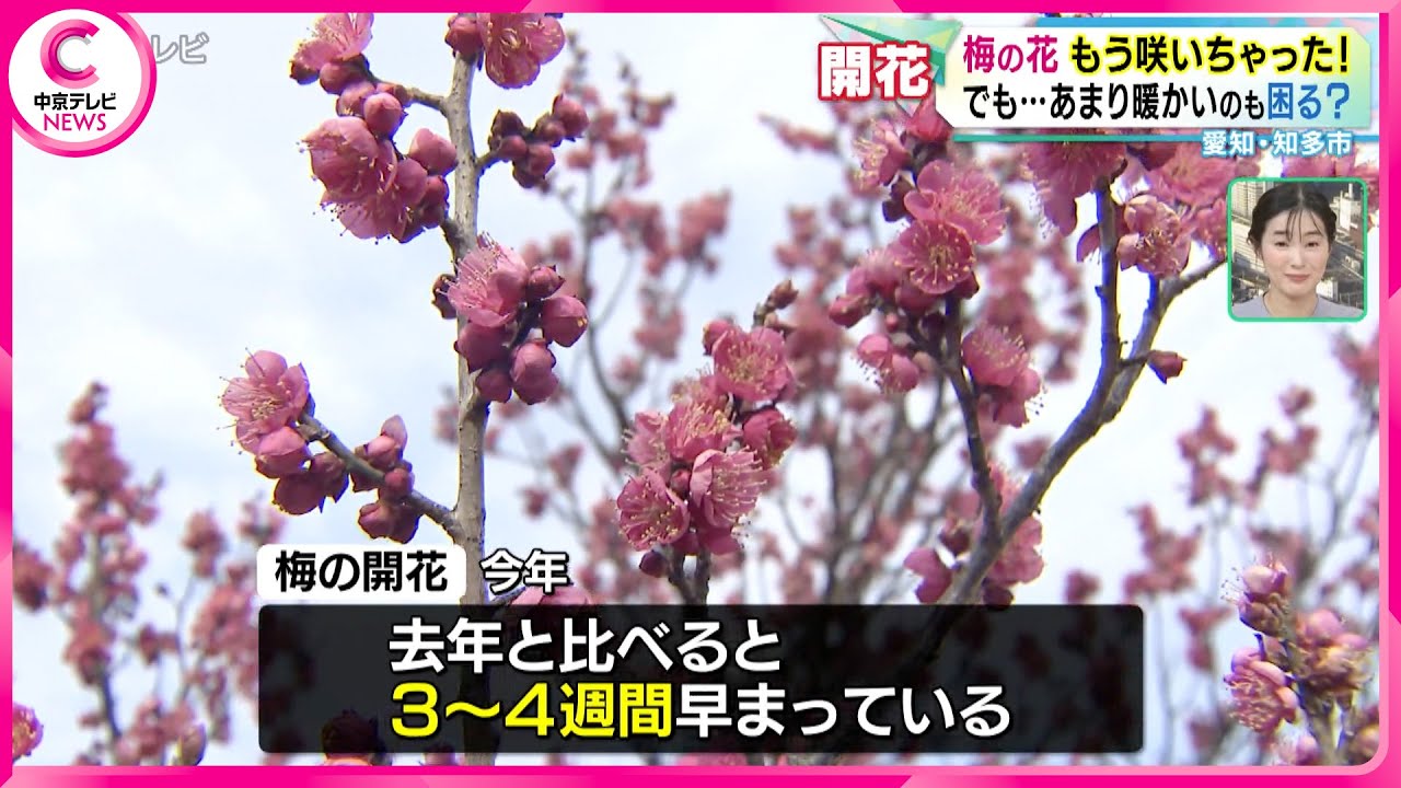 【最高気温14℃】愛知県知多市で梅が例年より3〜4週間早く開花　14日からの梅まつり前に見頃を迎える懸念