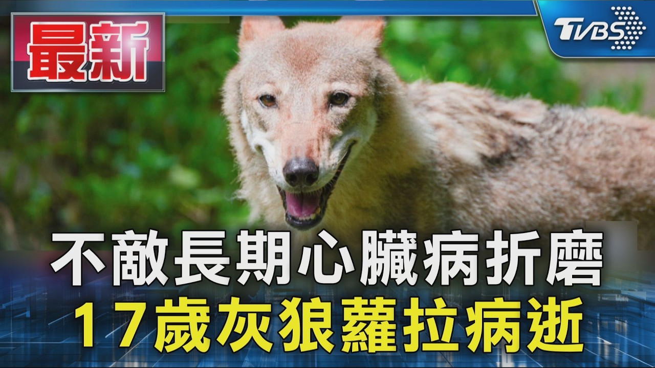 不敵長期心臟病折磨 17歲灰狼蘿拉病逝｜TVBS新聞 @TVBSNEWS01