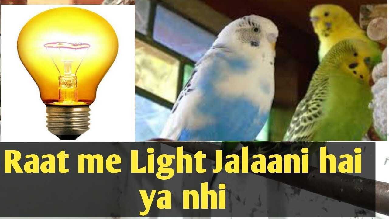 Kya Raat me Cages or Colony ke andar Light jalana Zaruri hai ya nahi