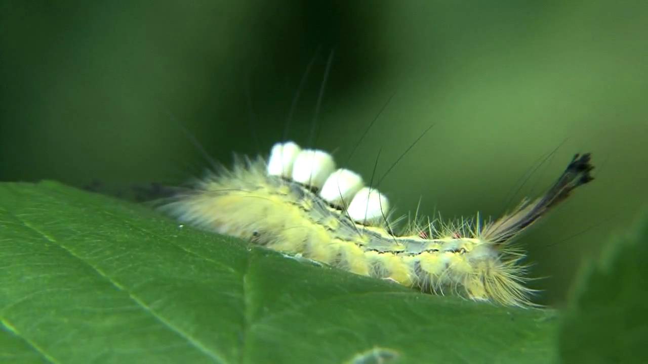Tussock Moth Caterpillars Nature Walks with Mark Fraser
