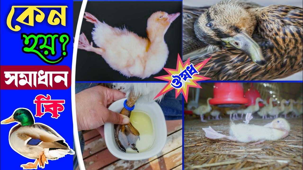 হাঁসের পা পড়া বা প্যারালাইসিস , ঘাড় বাঁকা ও ঝিমুনা রোগের কারণ,লক্ষণ,প্রতিরোধ ও প্রতিকার ।