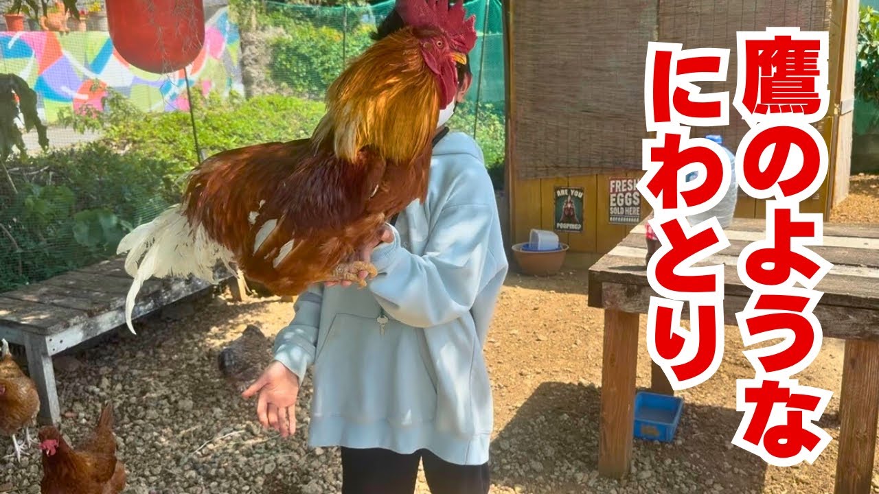 【ニワトリ大好き】鶏が好きで好きでたまらない少年たちの触れ合いに密着！