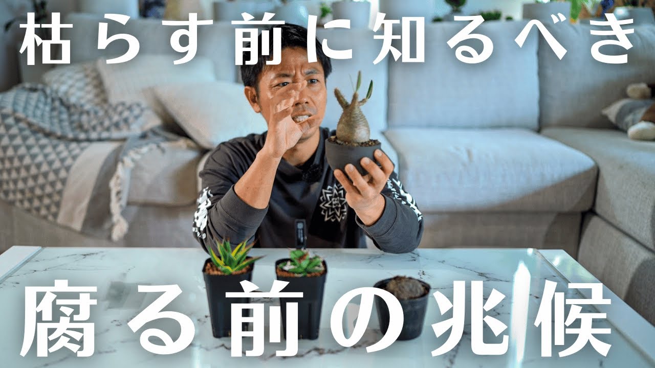 枯らしたくない方必見。【塊根・アガベの枯れる前の兆候】これで見分けがつく！
