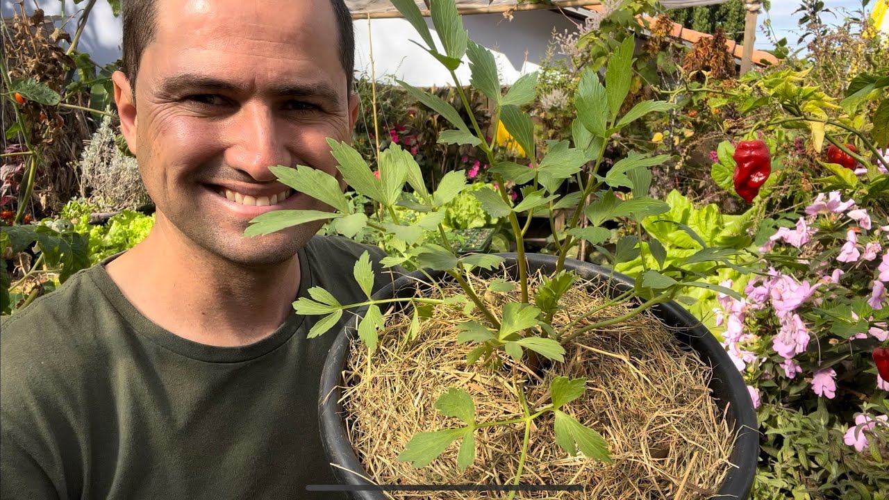 KNORR A PLANTA QUE CHEIRA A CALDO