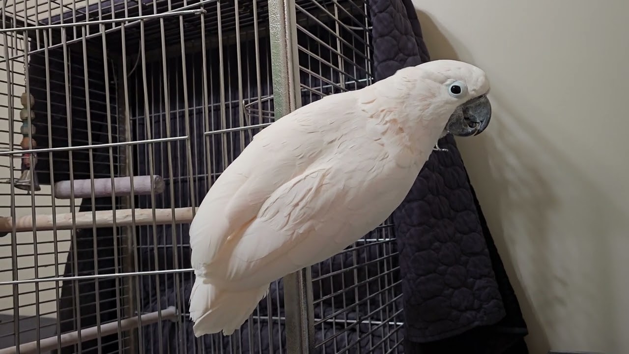 Cockatoo Cage Quality Assurance 👌