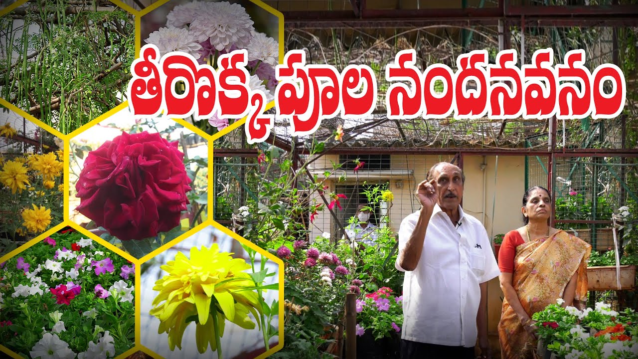 Домашний цветник || 500 разновидностей || Цветочный горшок || Партхасаратхи || Хайдарабад