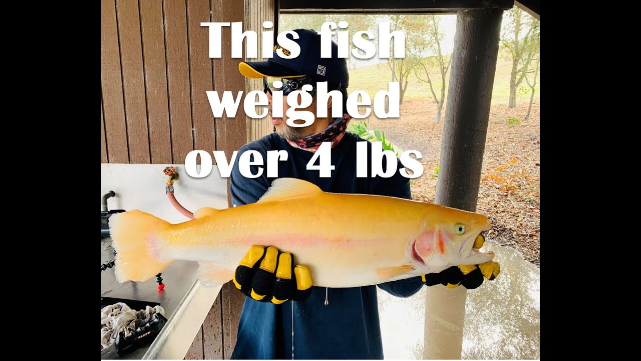 Caught my biggest lightning trout at Laguna Niguel Lake!